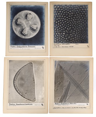 Lot 964 - A Collection of Diatom Photographs