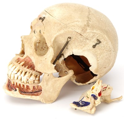 Lot 100 - A Dissected Human Skull