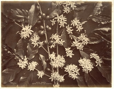 Lot 86 - SCOWEN & CO., A Botanical Study