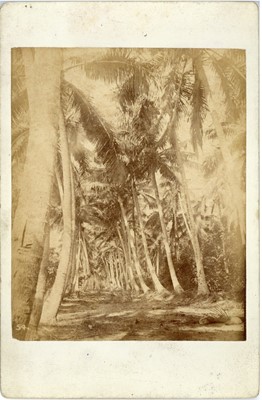 Lot 313 - JOHN WATT BEATTIE (1859-1930) Photographs of Tonga
