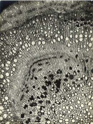 Lot 166 - ROBERT HENRI  NOAILLES (1895-?), Photographs of Flowers and Plants