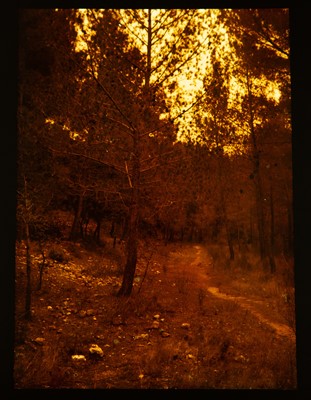 Lot 117 - A Whole Plate Autochrome and Eight Smaller